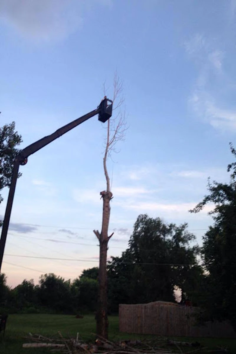 Our affordable tree service at work in Champaign, IL