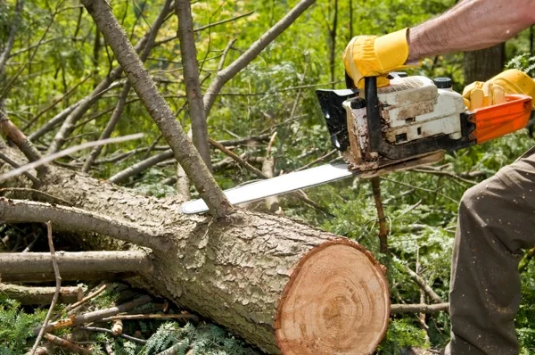 Downing's Tree Service's other services