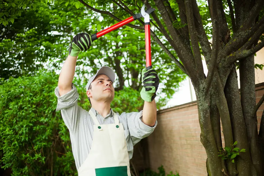 Quantity Tree Care in Champaign, IL