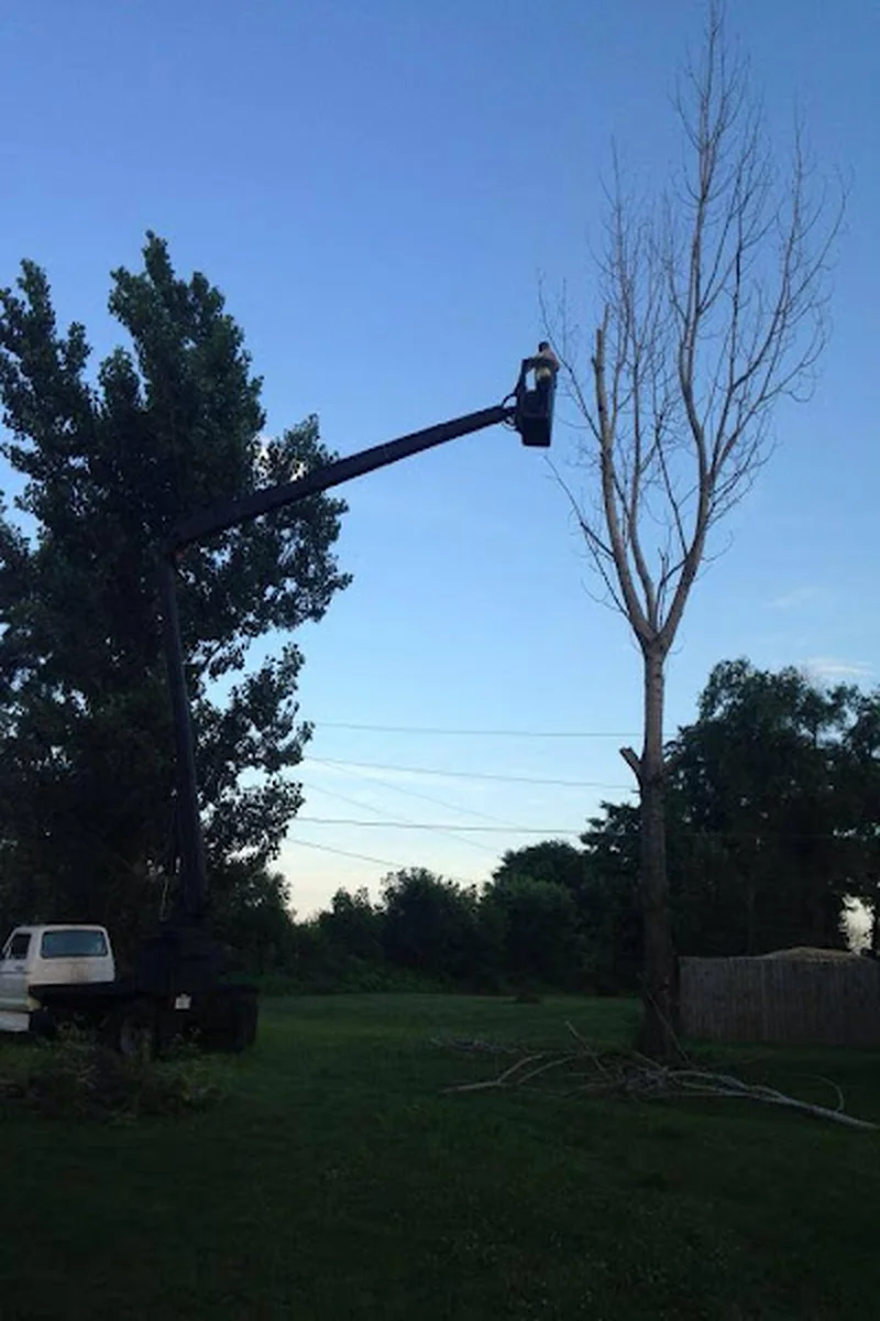Tree Cutting Service
