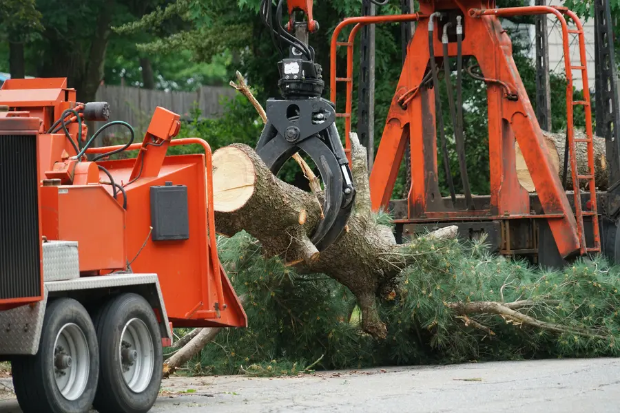 Professional Tree Removal Service in Champaign, IL