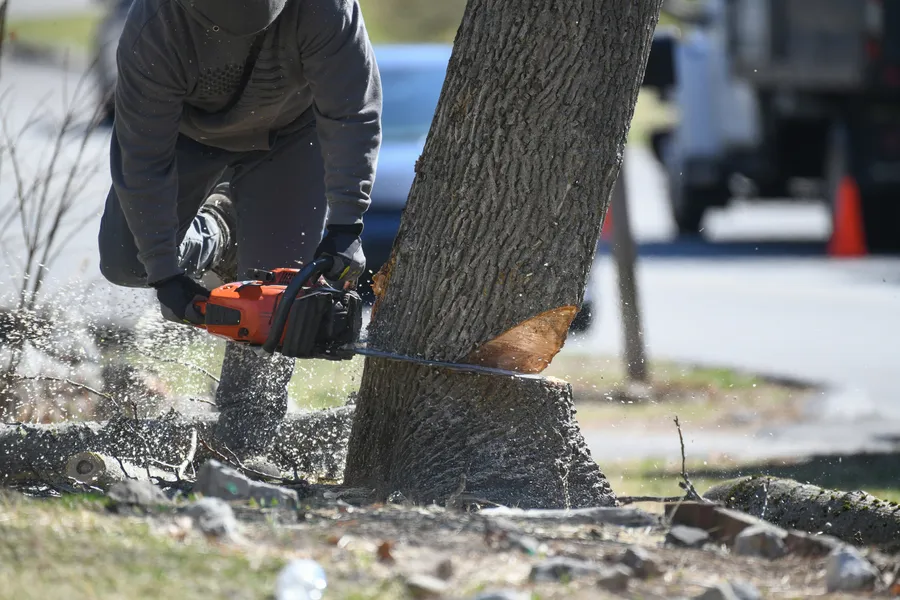 Understanding the Safety Risks of Delaying Tree Removal Service in Champaign, IL