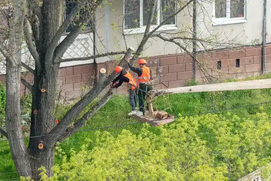 When to Hire a Tree Cutting Service for Overgrown Trees in Champaign, IL