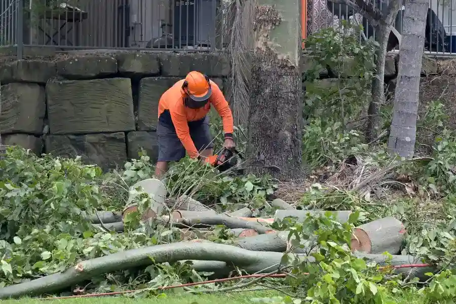 Why Tree Cutting Service Is Essential for Storm Preparation in Champaign, IL