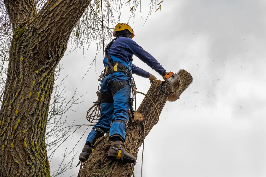 Why Tree Cutting Service Is Essential for Storm Preparation in Champaign, IL