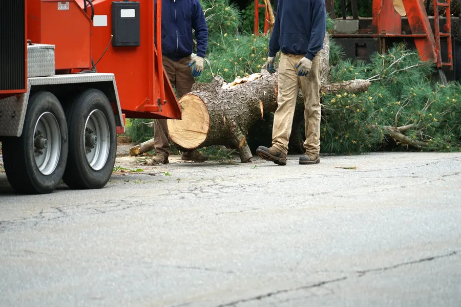 Why Tree Removal Service Is Essential for Diseased or Dying Trees in Champaign, IL